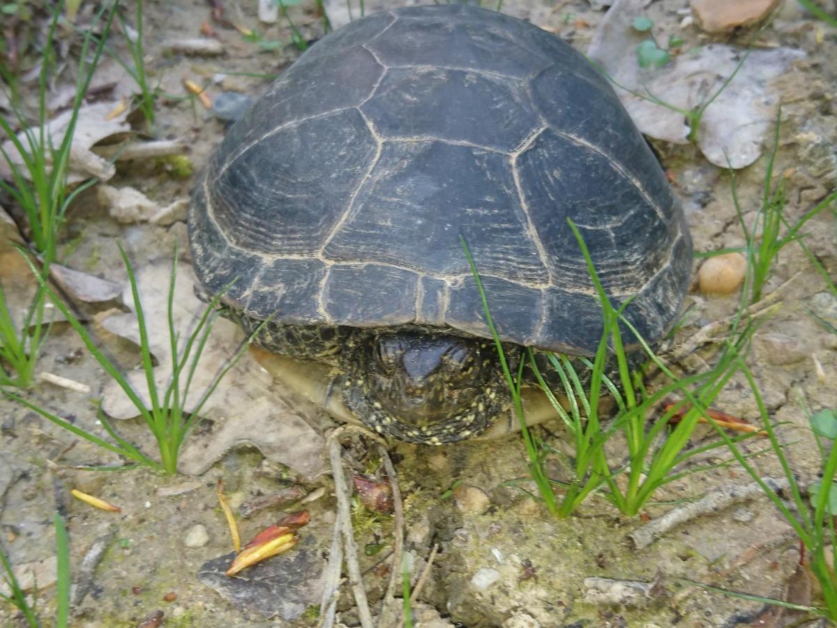 Location Meublee Au Milieu D'un Ecrin De Verdure Aux Vieux Fours * Noaillac